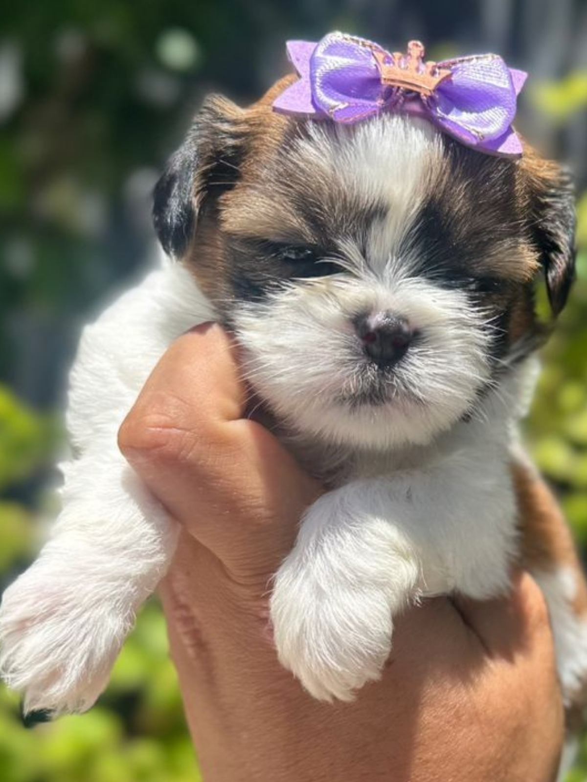 Shi Tzu